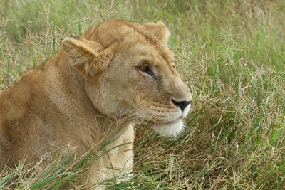 African Lion_P1040939.jpg