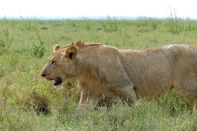 African Lion_P1040947Rv2.jpg