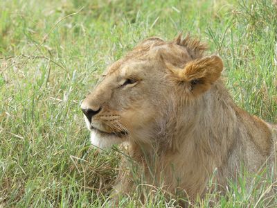 African Lion_P1040954.jpg