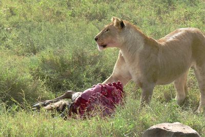 African Lion_P1050014.jpg