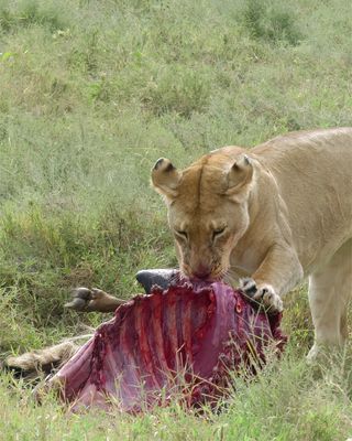 African Lion_P1050035.jpg