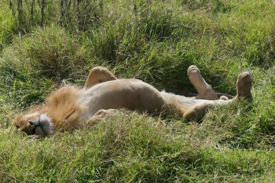 African Lion_P1050227.jpg