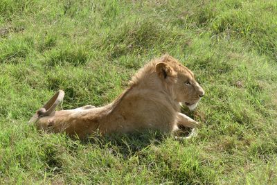 African Lion_P1050241.jpg