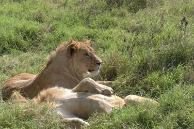 African Lion_P1050266.jpg