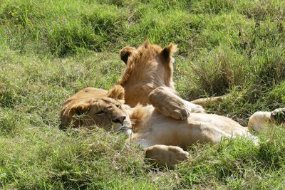 African Lion_P1050268.jpg