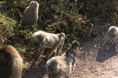 Olive Baboon_P1050313.jpg