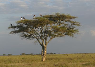 Marabau Storks_P1050310.jpg
