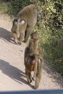 Olive Baboon_P1050314.jpg
