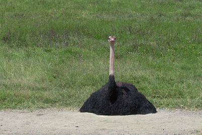 Ostrich_P1050109.jpg