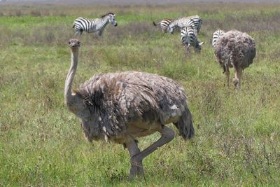 Ostrich_P1050111.jpg
