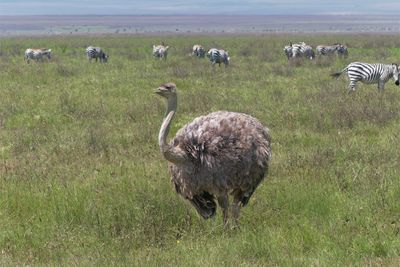 Ostrich_PP1050117.jpg