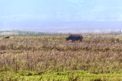 Black Rhinoceros_P1050163Rev.jpg