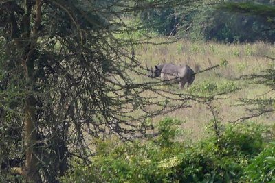Black Rhinoceros_P1050300.jpg