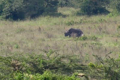 Black Rhinoceros_P1050306.jpg