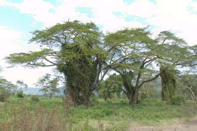 Ngorongoro Crater_P1050277.jpg