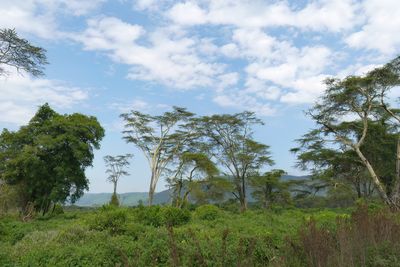 Ngorongoro Crater_P1050282.jpg