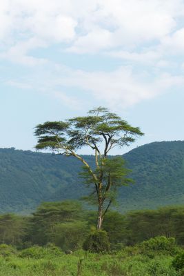 Ngorongoro Crater_P1050286.jpg