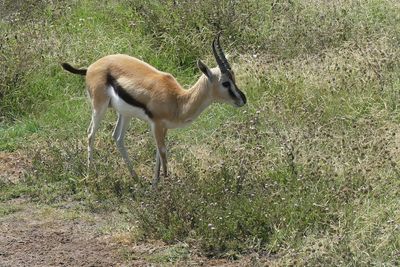 Thomson's Gazelle_P1050057.jpg