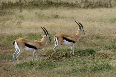Thomson's Gazelle_.jpg