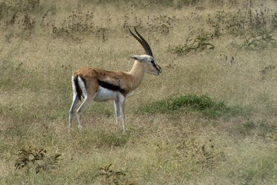 Thomson's Gazelle_P1050053ev.jpg