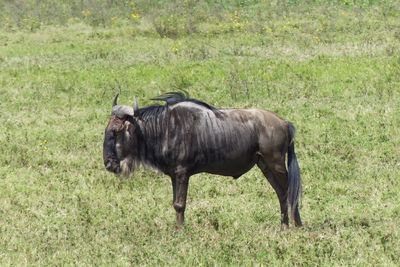 Wilderbeest_P1050174.jpg