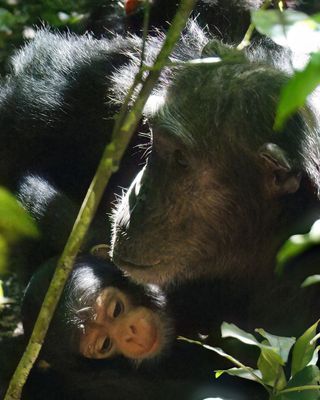 Chimpanzee_P1010956.jpg