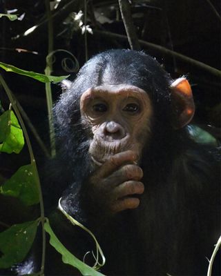 Chimpanzee_P1020008.jpg