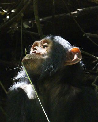 Chimpanzee_P1020019.jpg