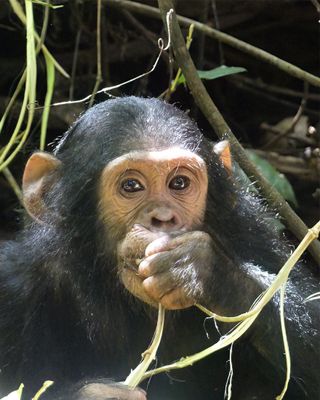 Chimpanzee_P1020031.jpg