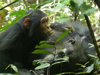 Chimpanzee_P1020051.jpg