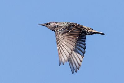 European Starling