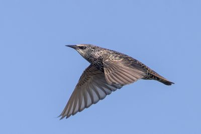 European Starling