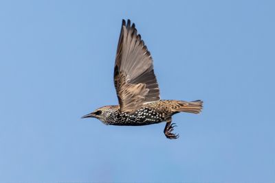 European Starling