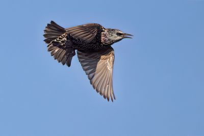 European Starling