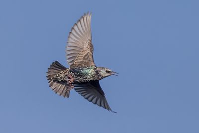 European Starling
