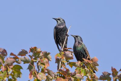 European Starling
