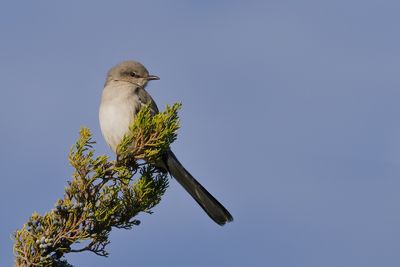 Northern Mockingbird