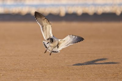 Franklin's Gull
