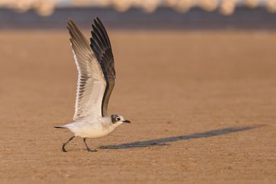 Franklin's Gull