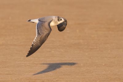 Franklin's Gull