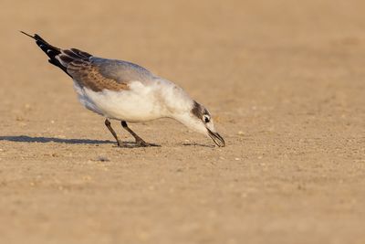 Franklin's Gull
