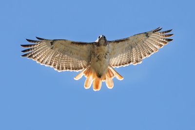 Red-tailed Hawk