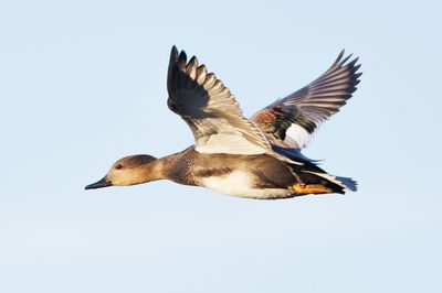 Gadwall