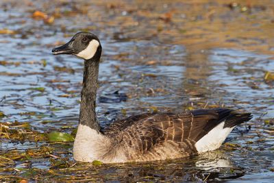 Canada Goose