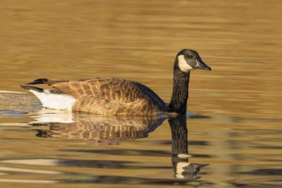 Canada Goose