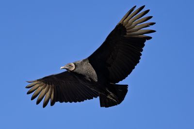 Black Vulture