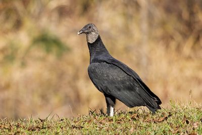 Black Vulture