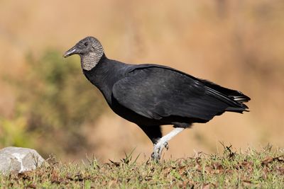 Black Vulture