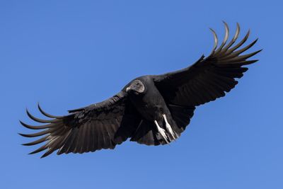 Black Vulture