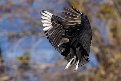 Black Vulture